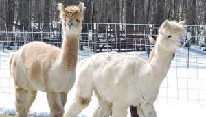 Some of the alpacas at Seven Acres Alpaca Farm in Phoenix.