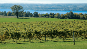 Cayuga County is part of the Finger Lakes Wine Trail.