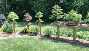 Carl Hoffner has more than 100 bonsai trees in his home’s backyeard. “You start with one or two and, suddenly, you have 50 or more,” he said.